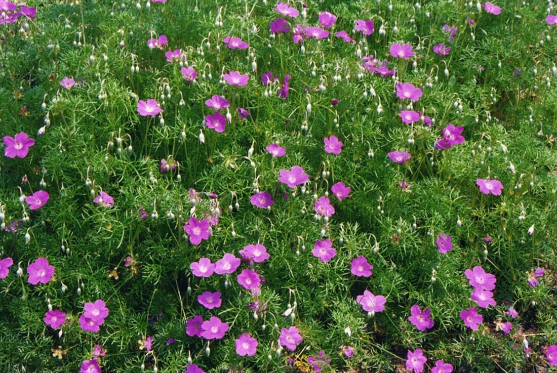 Geranium incanum