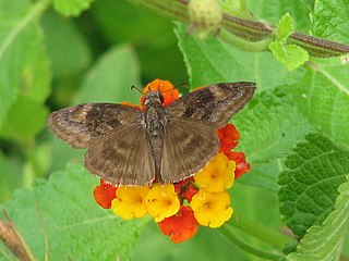 <i>Gesta invisus</i> Species of butterfly