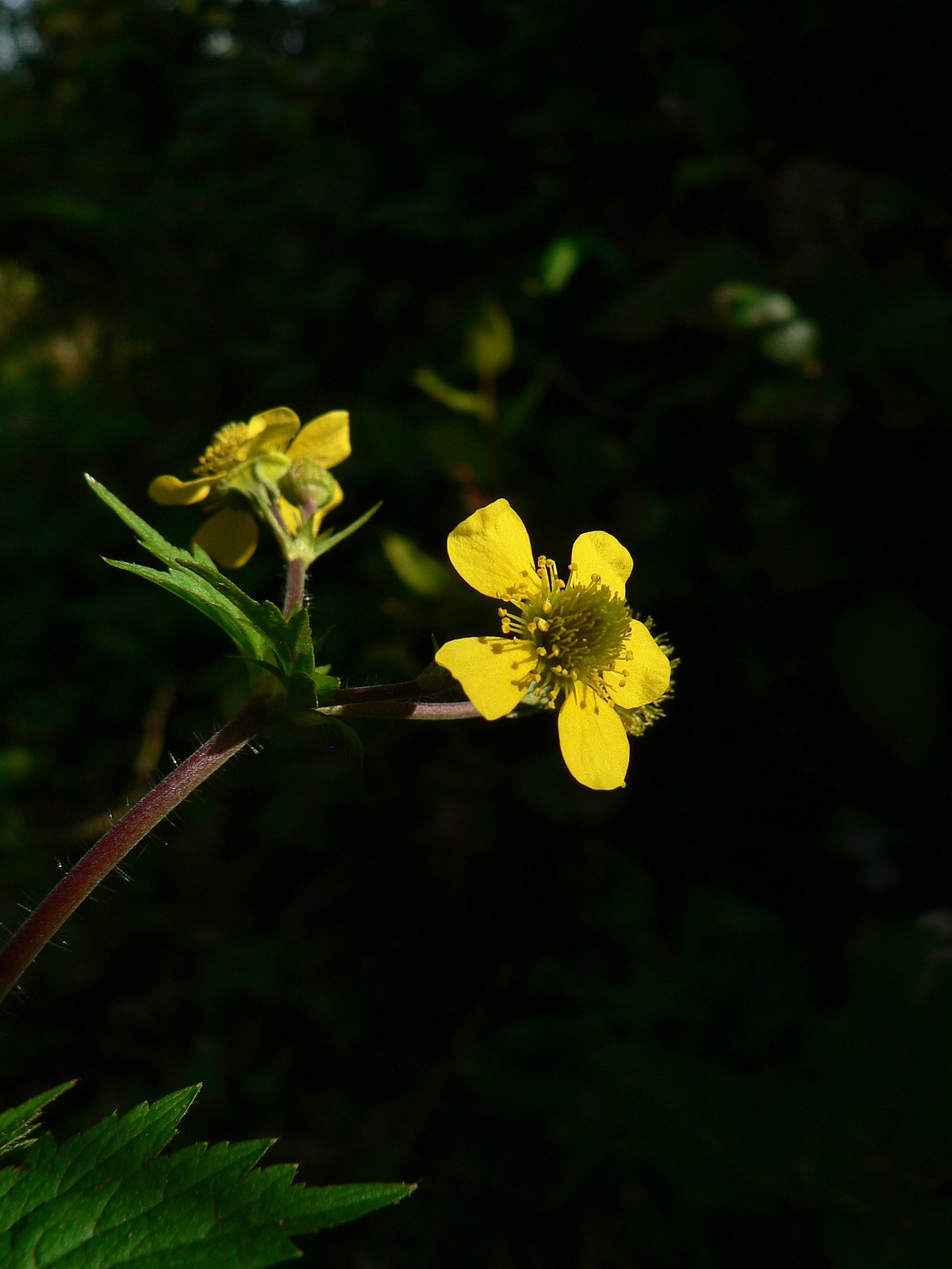 Гравилат крупнолистный. Geum macrophyllum. Geum laciniatum. Гравилат городской.