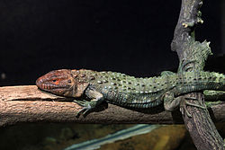 Gfp-northern-caiman-lizard.jpg
