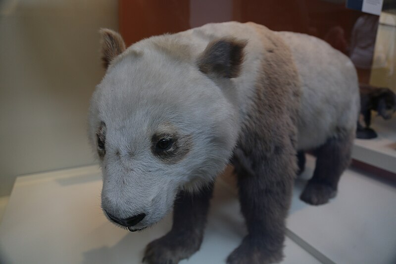 File:Giant panda (Ailuropoda melanoleuca), Natural History Museum, London, Mammals Gallery.JPG
