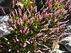 Giardino botanico alpino Viote - Polygonum affine1.jpg