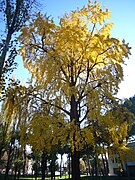 Ginko al Parco della Resistenza 1110228