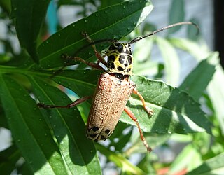 <i>Glenea spilota</i> Species of beetle