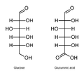 Projections de Fischer du glucose et de l'acide glucuronique.