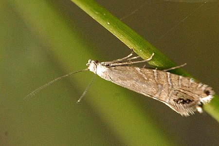 Glyphipterigidae