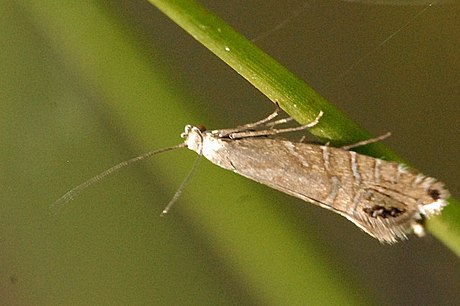 Glyphipterix thrasonella