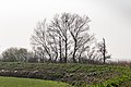 Bomen in tegenlicht op de polderdijk van de Goëngarijpsterpoelen.