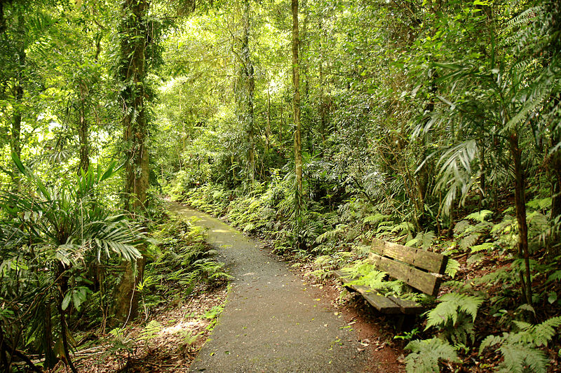 File:Gondwana rainforest at Dorrigo National Park (6611254443).jpg