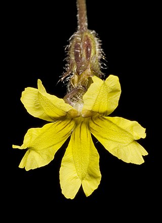 <i>Goodenia berardiana</i> Species of plant