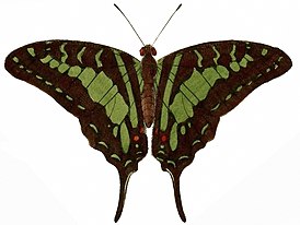 Graphium antheus