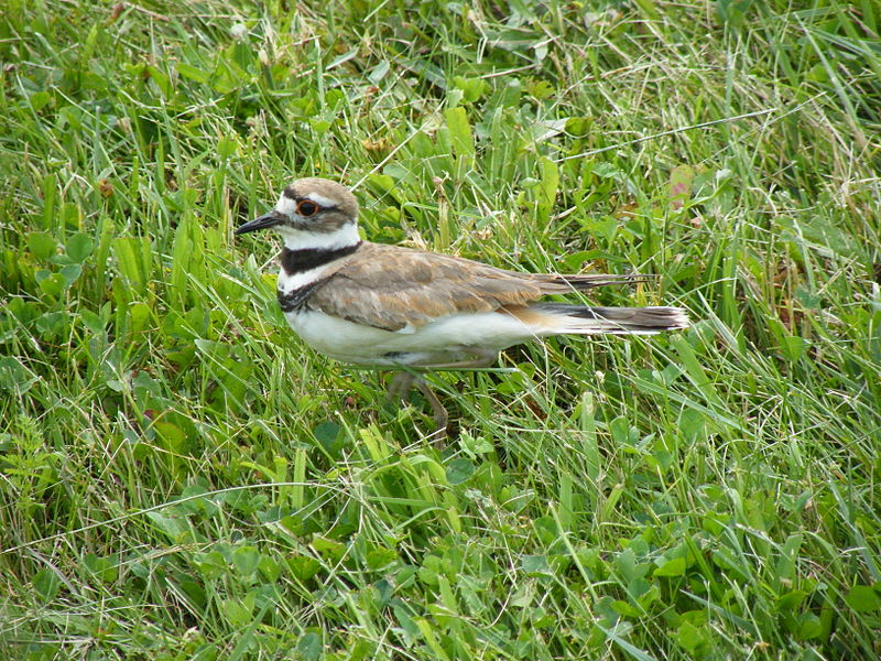 File:Grass field with Killdeer.JPG