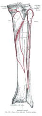 Bones of the right leg. Posterior surface