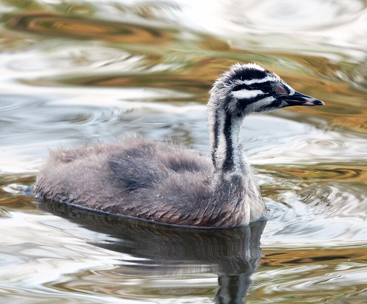 File:Great Crested Grebe chick, Earlswood Lakes, Surrey (3522706435).jpg