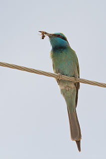 Arabian green bee-eater Species of bird