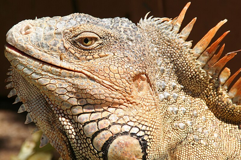 File:Green iguana, Roatán, Honduras.jpg