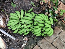 Green bananas not yet ripe Green raw bananas.jpg