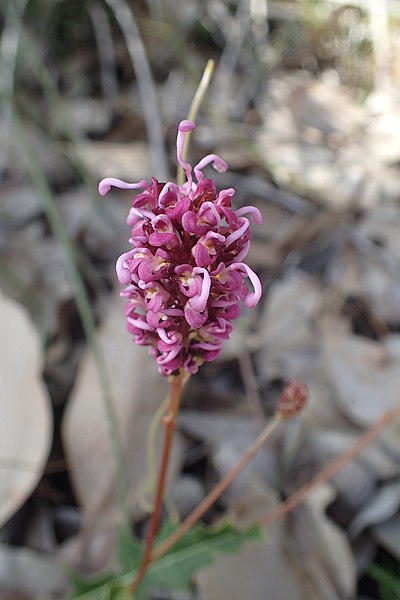 File:Grevillea quercifolia flowers.jpg