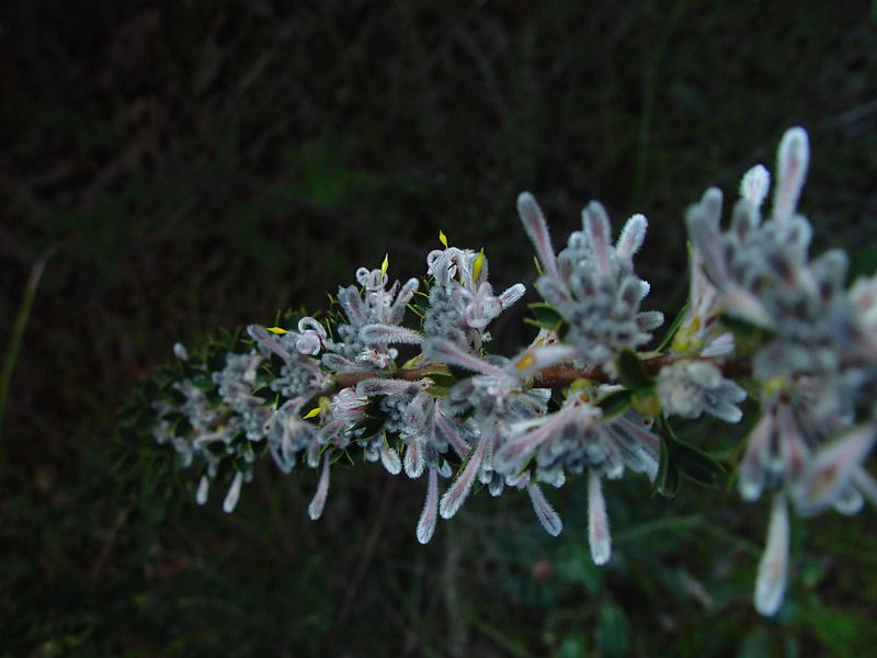 File:Grey and yellow native blooms.jpg