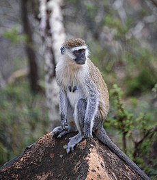 Grivet Monkey, Ethiopia (11402753086).jpg