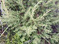 Grubbia rosmarinifolia 37649615.jpg