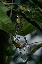 Brown darner Gynacantha dravida mating