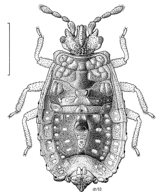 HEMI Aradidae Acaraptera myersi