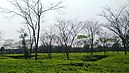 Halda vally tea garden taman