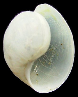 A shell of Haminoea zelandiae Haminoea zelandiae (white bubble shell).JPG