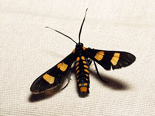 <i>Phoenicoprocta hampsonii</i> Species of moth