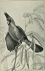 Thumbnail for File:Handbook of birds of the western United States, including the great plains, great basin, Pacific slope, and lower Rio Grande Valley (1902) (14569106848).jpg