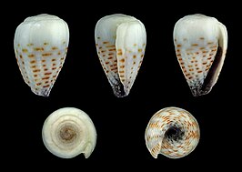 Conus parvatus