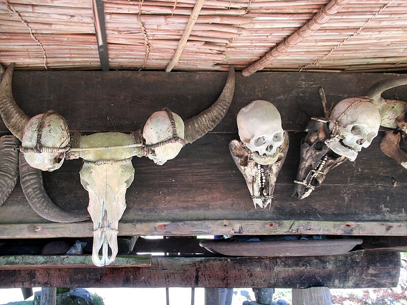 File:Headhunting Skulls (47958925068).jpg