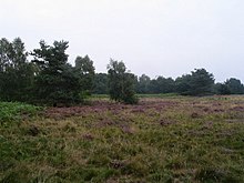 Typical Lowland Heathland landscape of Kirkby Moor Nature Reserve Heather and bracken, Kirkby Moor - geograph.org.uk - 949598.jpg