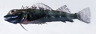 <i>Helcogramma trigloides</i> Species of fish