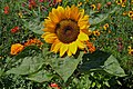 * Nomination a sunflower.--Jebulon 20:39, 4 July 2010 (UTC) * Promotion QI -- George Chernilevsky 09:02, 5 July 2010 (UTC)