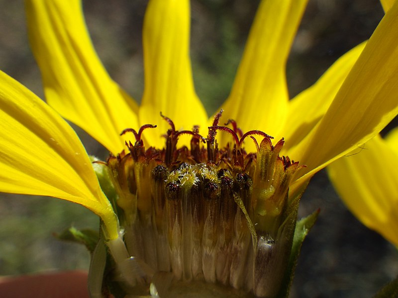 File:Helianthus petiolaris (7347139206).jpg