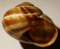 Helix lucorum