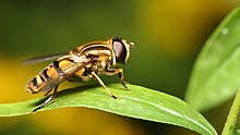 Helophilus intentus.jpg