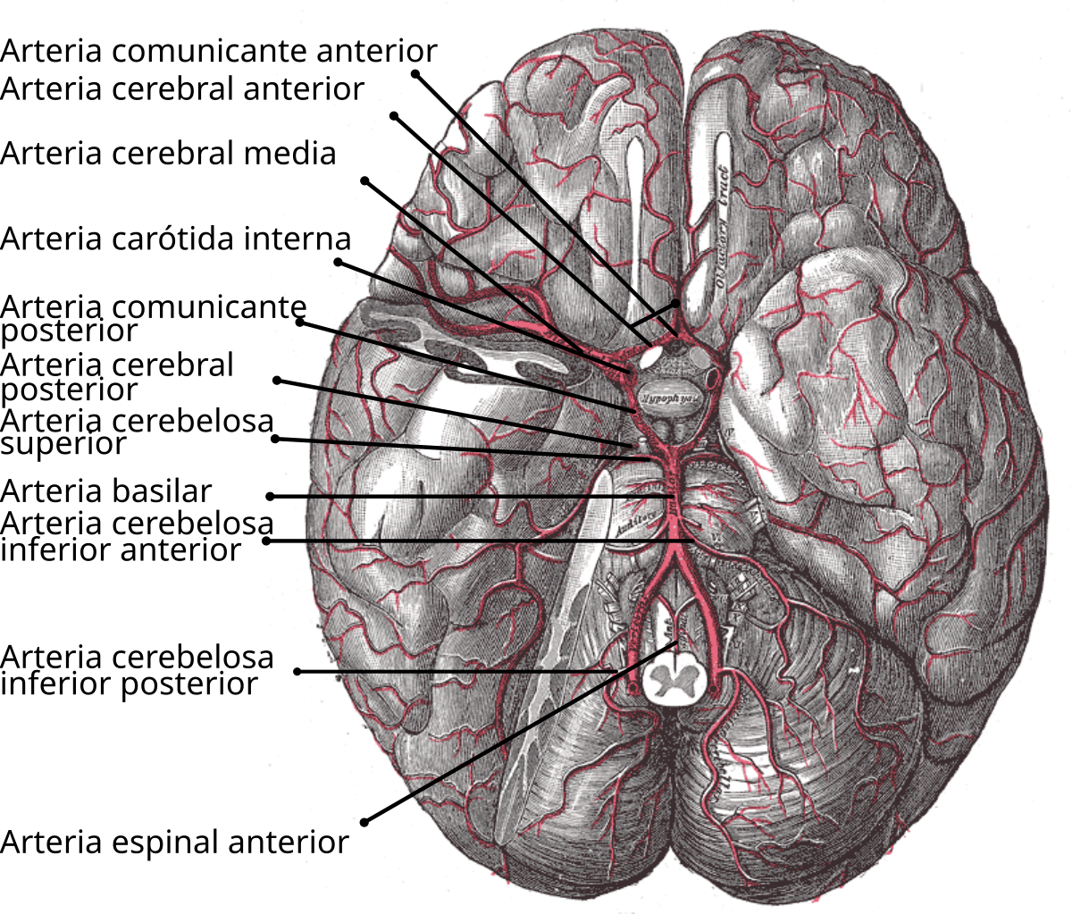 Мозговые артерии латынь. Артерии основания мозга Виллизиев круг. Передняя нижняя мозжечковая артерия. Задняя нижняя мозжечковая артерия анатомия. Артерия сосудистого сплетения.