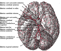 Arterias da base do cerebro.