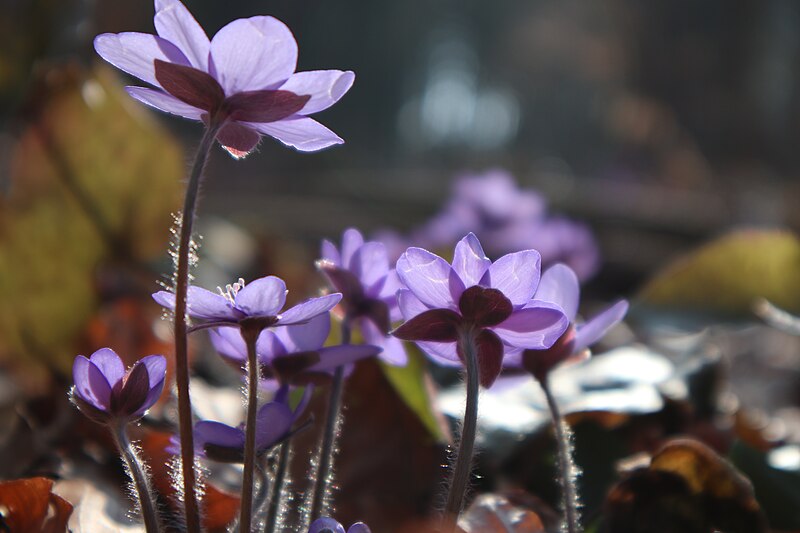 File:Hepatica nobilis 0576.jpg