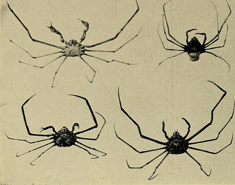 File:Heredity and sex (1913) (14778399764).jpg