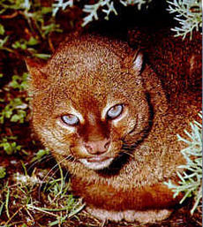 Jaguarondi (Puma yagouaroundi)
