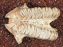 Hexolobodon phenax.jpg