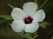 大麻槿 Hibiscus cannabinus
