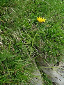 Hieracium bifidum.JPG