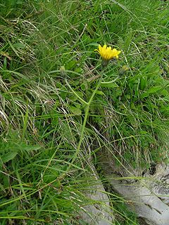 <i>Hieracium bifidum</i> Species of flowering plant