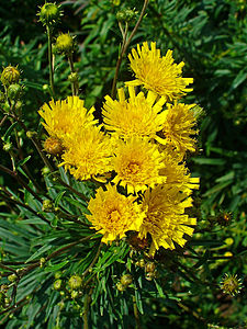 Hieracium umbellatum Inflorescences