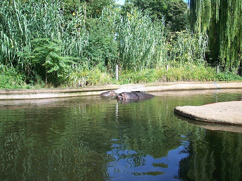 Bestand:Hippopotamus amphibius with child at Antwerp Zoo.jpg